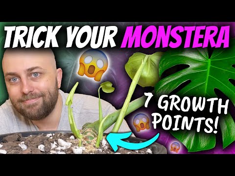 Видео: Как АКТИВИРОВАТЬ множество УЗЛОВ на вашем MONSTERA | Обновления Thai Constellation и Platinum Mint