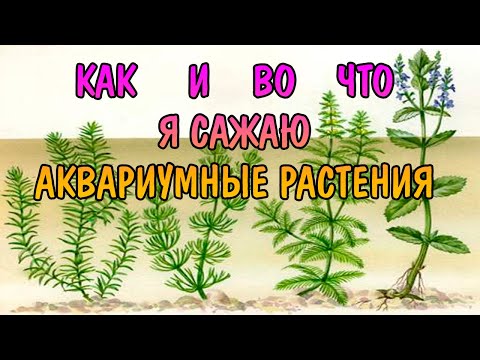 Видео: КАК И ВО ЧТО Я САЖАЮ АКВАРИУМНЫЕ РАСТЕНИЯ