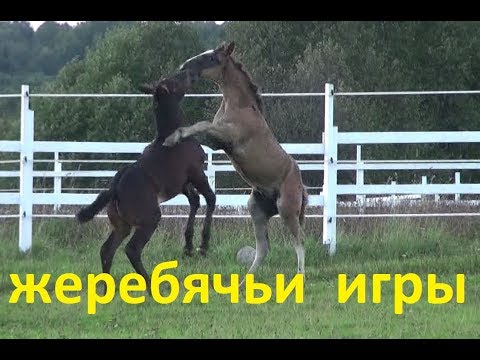 Видео: Почему кусаются и лягаются жеребята. Психология лошади.