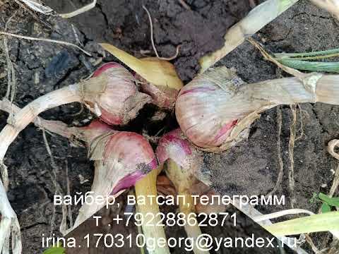 Видео: Лук шалот-26 сортов-ролик 7.телеграмм канал👉t.me/lushaluk