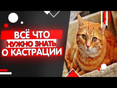 Видео: Всё что нужно знать о кастрации котов