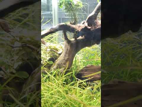 Видео: Аквасалон "Конго" 1 декабря 2020г.