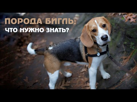 Видео: Интересные факты о биглях. В чем секрет породы?