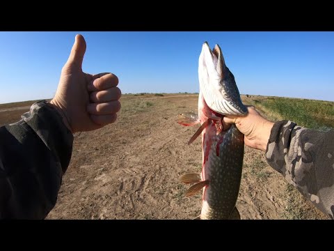 Видео: Оторвались по щуке. Хищник в ударе.