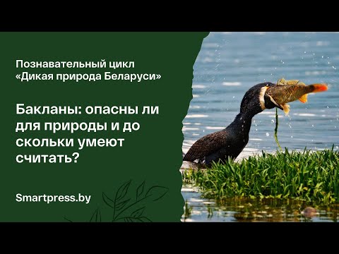 Видео: Бакланы: опасны ли для природы и до скольки умеют считать? Говорим с орнитологом
