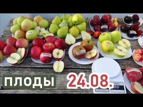 Видео: Обзор плодов сливы, груши, яблони на 24.08.2023