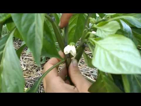 Видео: Формирование перца. Часть2