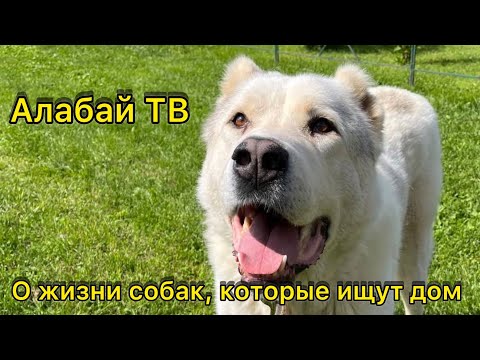 Видео: Выпуск от 29 июня 2024 г.