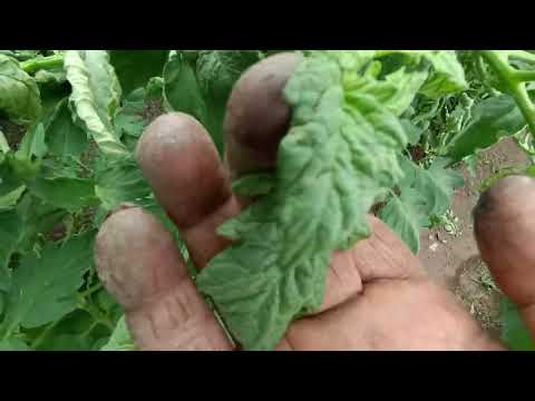 Видео: Пръскане на доматите-кога,защо,с какво  Поява на черни листни петна