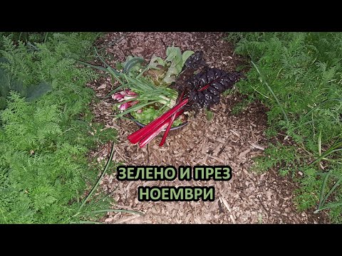 Видео: В оранжерията и навън през ноември - състояние на покривните култури и зеленчуците