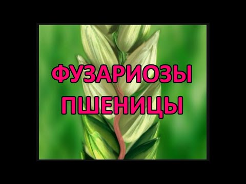 Видео: Фузариоз колоса пшеницы (Fusarium cuimorum, Fusarium graminearum)