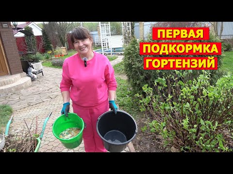 Видео: Первая простая домашняя подкормка гортензий! И поздняя майская обрезка.