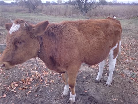 Видео: Нічне формування черешні 👍.