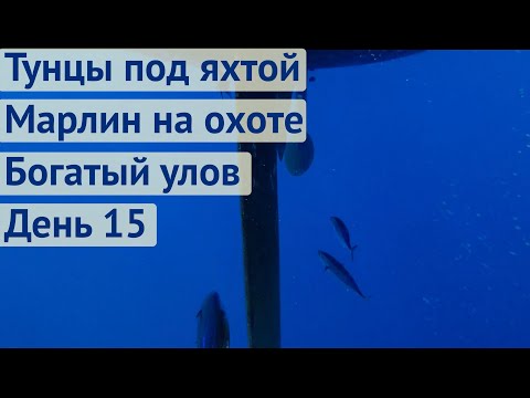 Видео: Тунцы под яхтой. Марлин на охоте. Поймали Махи Махи | Трансатлантика день 15