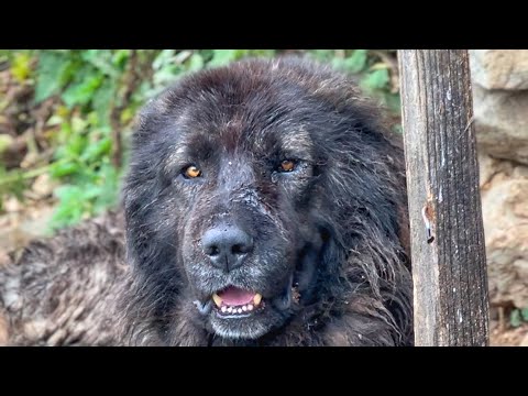 Видео: ЧЕРНОМОРСКИЕ ОВЧАРКИ ~ ЛЬВЫ ГОР