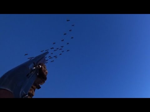 Видео: УТКА ПОШЛА СТАЯМИ. МЦ 21-12 против ИЖ-18 