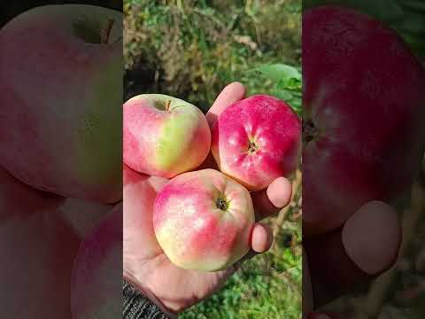 Видео: 🍎СОРТ ЯБЛОНИ ЗОЯ🍎 #сад #яблоня #fruit