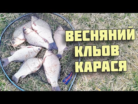 Видео: Ловля карася фідером на ставку – перші весняні велетні! На що клює краще?