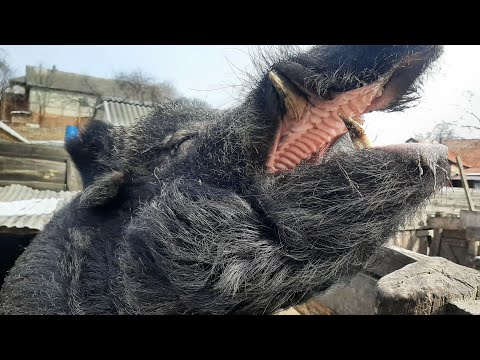 Видео: Дикий кабан-разрушитель