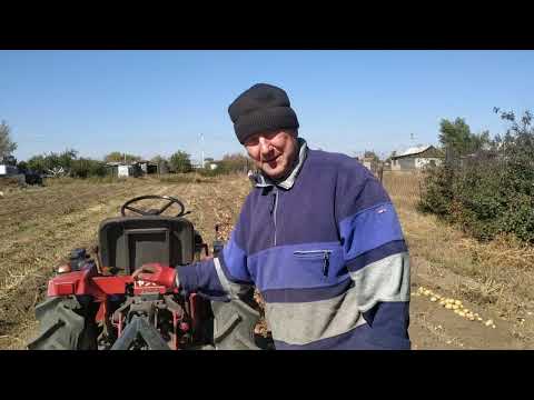 Видео: Копаем картофель вибролапой 17.09.2022 год .Digging potatoes 09/17/2022