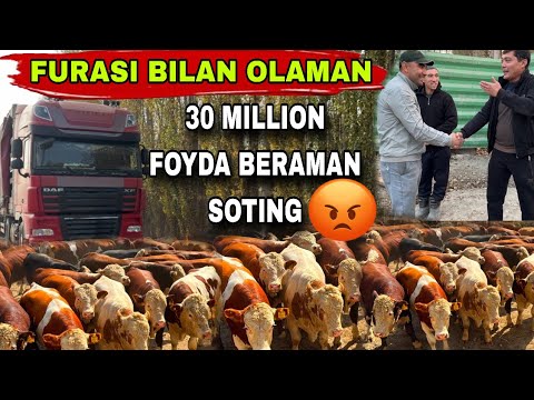 Видео: BUQALARNI FOYDASIGA OLAMAN SOTING🤝🤝🤝🤝11 ноября 2025 г.