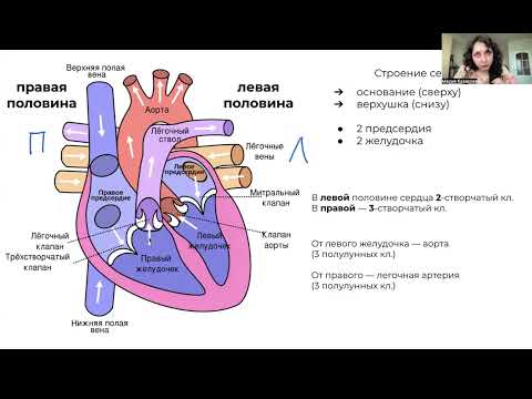 Видео: БЕСПЛАТНОЕ ПРОБНОЕ занятие - Строение сердца, ЦЭ/ЦТ
