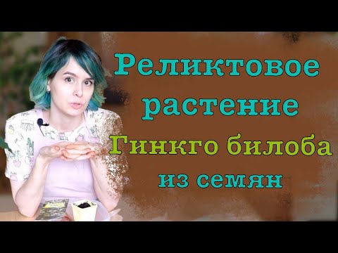 Видео: Гинкго билоба из семян. Реликтовое дерево в квартире.