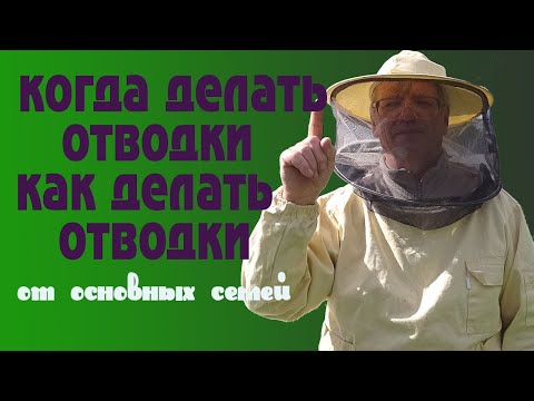 Видео: Когда делать отводки и как делать отводки от основных семей.