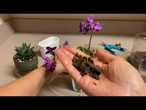 Видео: Композиция ОРХИДЕЯ и АЛОЭ. Деление и пересадка