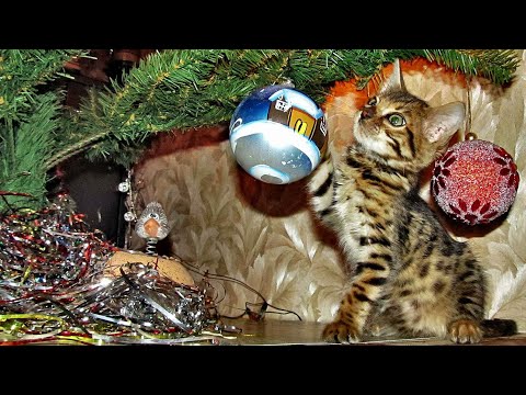 Видео: Весь день провозился с тазиком. Заболела кошечка. Дачный будень #170