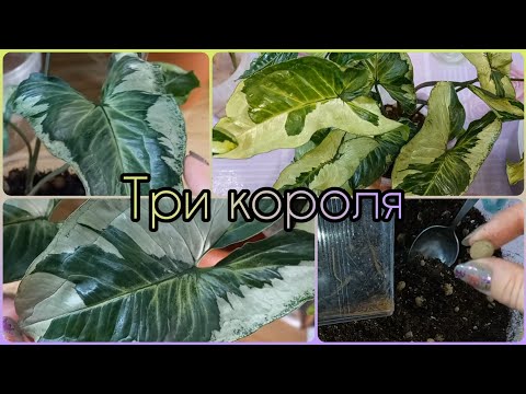 Видео: Сингониум ТРИ КОРОЛЯ растит корни куда хочет😀Формирование🍀Пересадка🌱Состав грунта🍀Размножение🌱Полив
