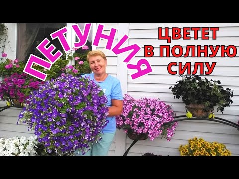 Видео: ПЕТУНИЯ цветет в полную силу. Выяснила ПРИЧИНЫ плохого цветения