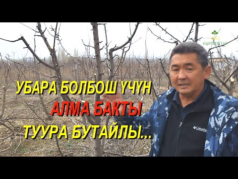 Видео: ТУУРА ЭМЕС БУТАЛГАН АЛМА БАКТЫ КАЙРА БУТАДЫК КМЦ КЫРГЫЗСТАН , ТАЛАС ОБЛУСУ, БАКАЙ-АТА РАЙОН ҮРМАРАЛ