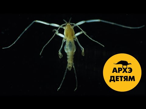 Видео: Морские насекомые   | Вадим Марьинский (выпуск 25)