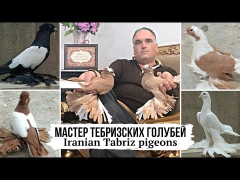 Видео: Настоящее искусство! Тебризские голуби г. Тебриз, Иран | Abbas - Master of Iranian tabriz pigeons