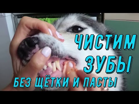 Видео: Как чистить зубы собаке ?/В домашних условиях
