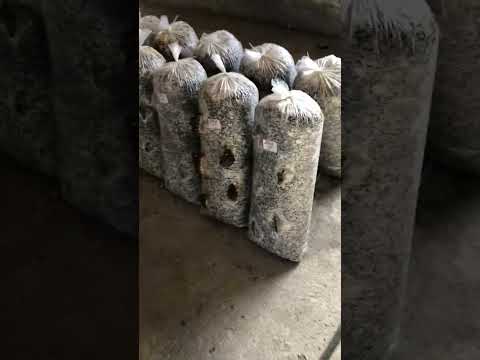 Видео: Для Хосрова