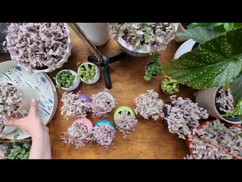 Видео: Каллизии "Розовая пантера"