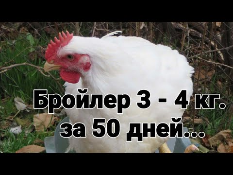 Видео: Как вырастить бройлера за 50-60 дней?