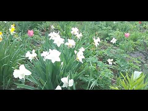 Видео: Тюльпаны раннего срока цветения