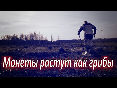 Видео: Это урочище не выбить, находки растут как грибы.