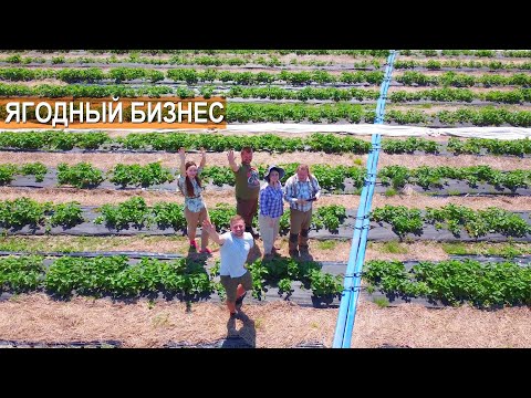 Видео: Ягодный бизнес. Земляника садовая, малина, смородина, жимолость. Фермерское хозяйство Стрелецкий