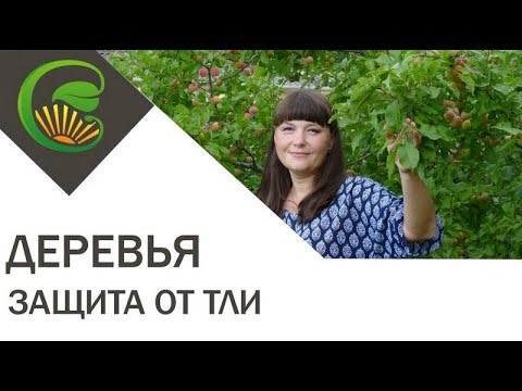 Видео: Как защитить плодовые деревья от тли