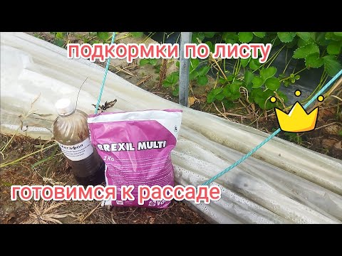 Видео: Брексил мульти по листу мегафол , готовимся к рассаде клубники