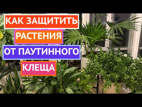 Видео: ПАУТИННОГО КЛЕЩА БОЛЬШЕ НЕ БУДЕТ ЕСЛИ СДЕЛАТЬ ТАК!