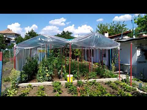 Видео: Градинката на Мими 2021 или Как да предпазим доматите от киселинните дъждове - Mimi's Garden 2021