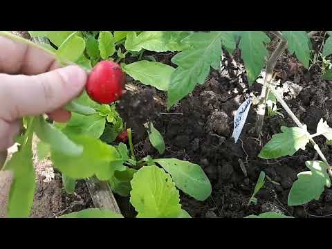 Видео: Редис ранних сортов в теплице! Обзор моих любимых сортов