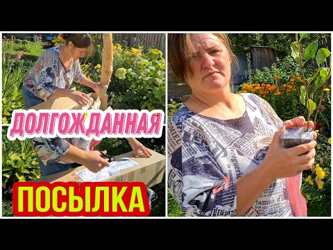 Видео: Долгожданная посылка. Гортензии почтой. Самарская Лидия из питомника Веры Глуховой
