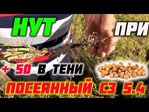 Видео: Высокий урожай нута при минимальном вложении. Посев СЗ 5.4