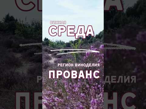 Видео: Винная среда ❤️🍷 Прованс